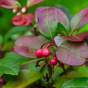 Gaultheria procumbens Big Berry - Gaultheria procumbens 'Big Berry' - Blühende Sträucher
