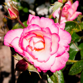 Kletterrosen - Kletterrose 'Haendel' - Rosa Haendel