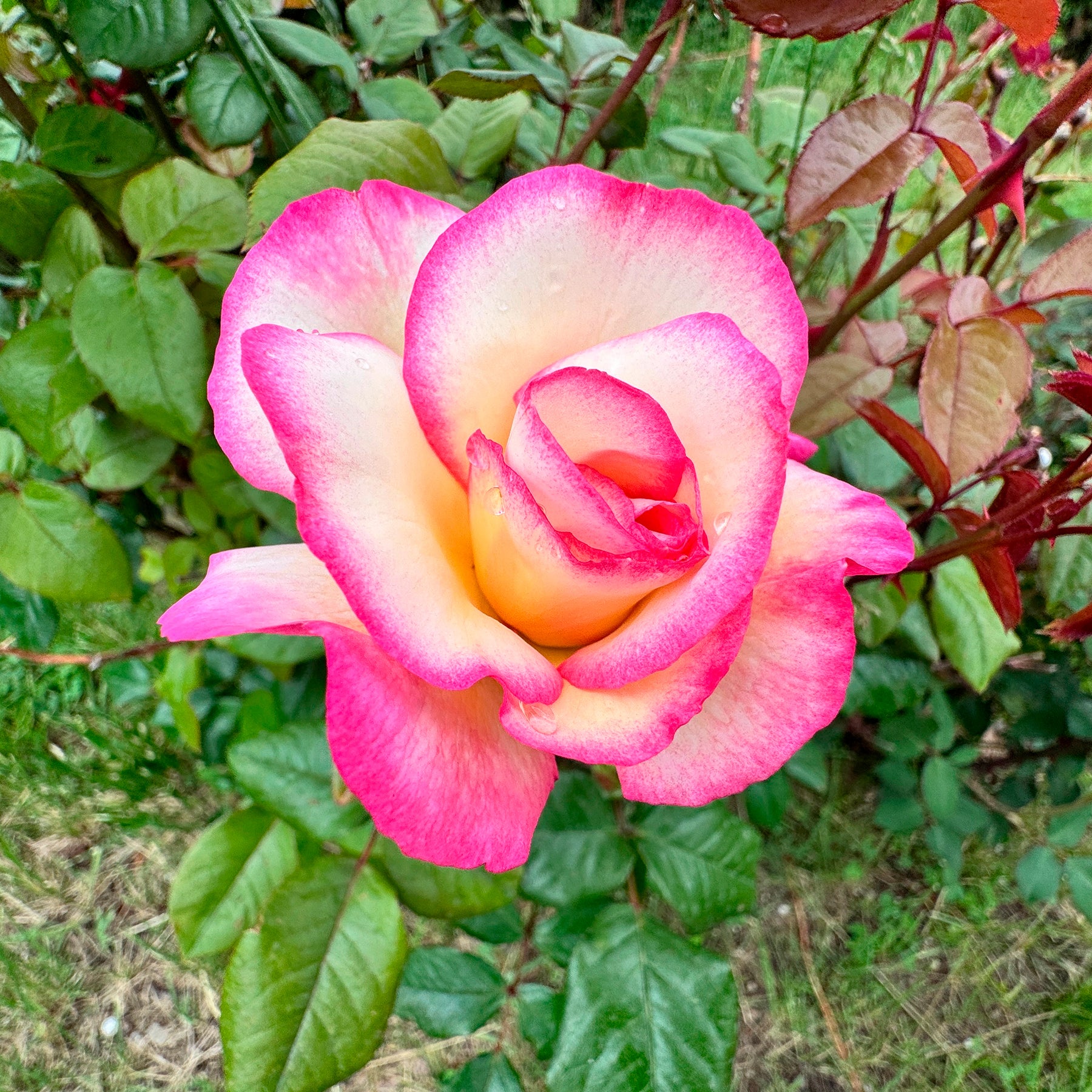 Kletterrose 'Haendel' - Willemse