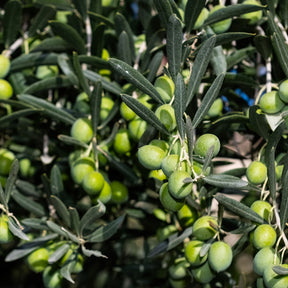 Verkauf Olivenbaum - Olea europaea