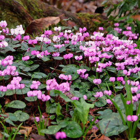 Alpenveilchen 'Coum' (x3)