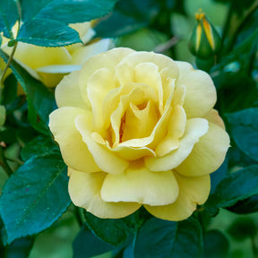 Beetrose 'Arthur Bell'