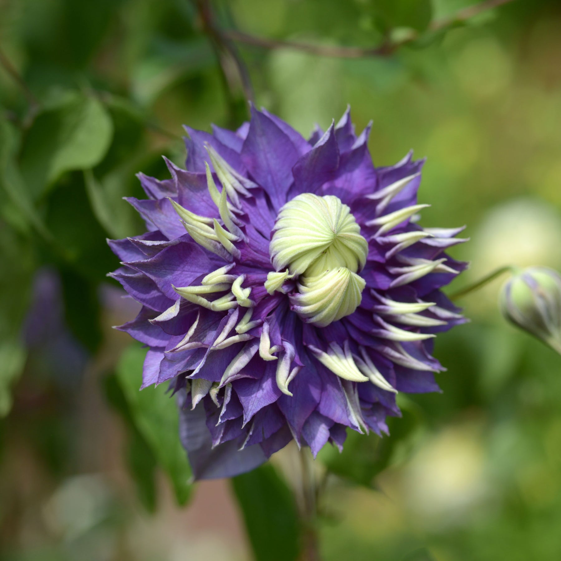 Waldrebe 'Taiga' - Clematis Taïga - Willemse