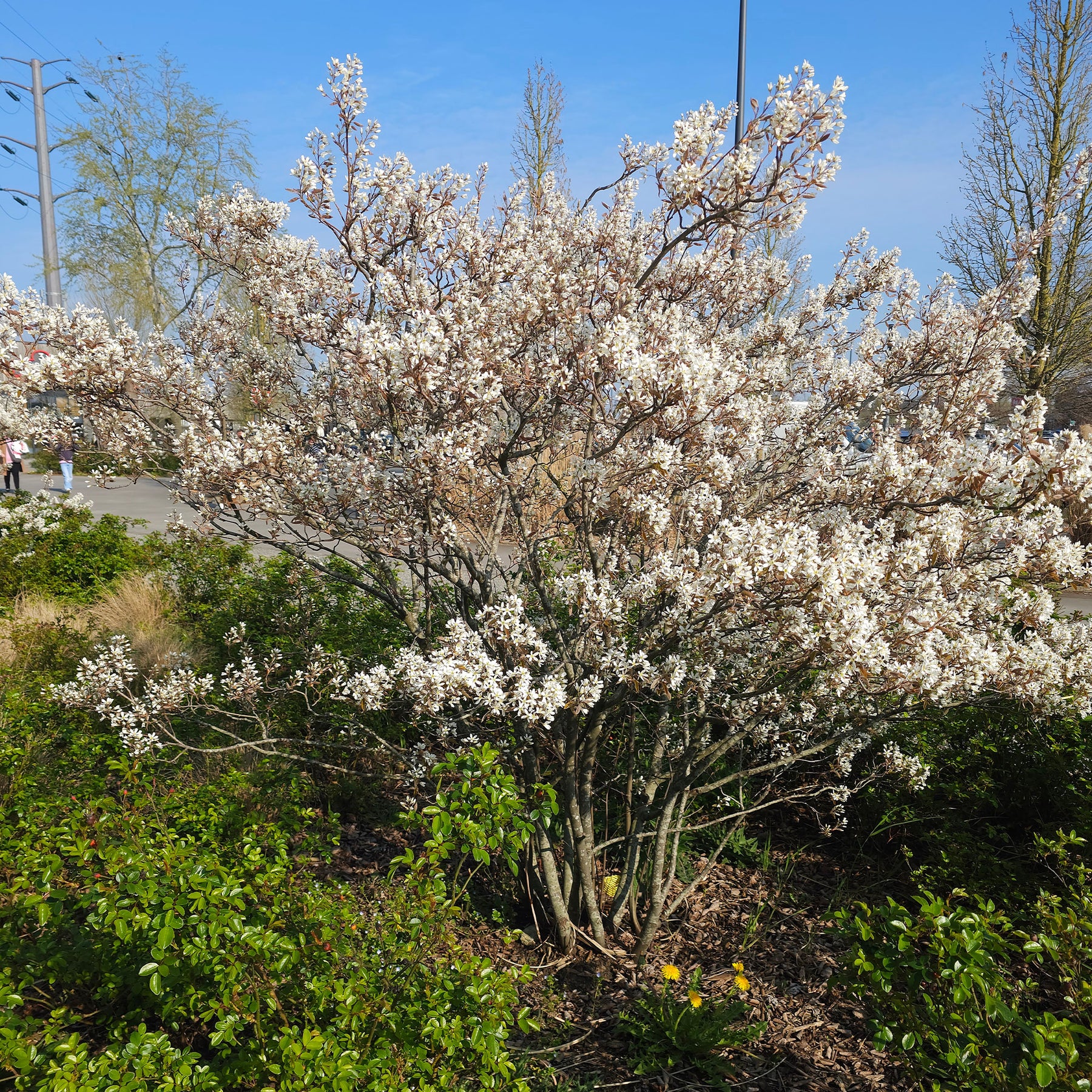 Kupfer-Felsenbirne - Willemse