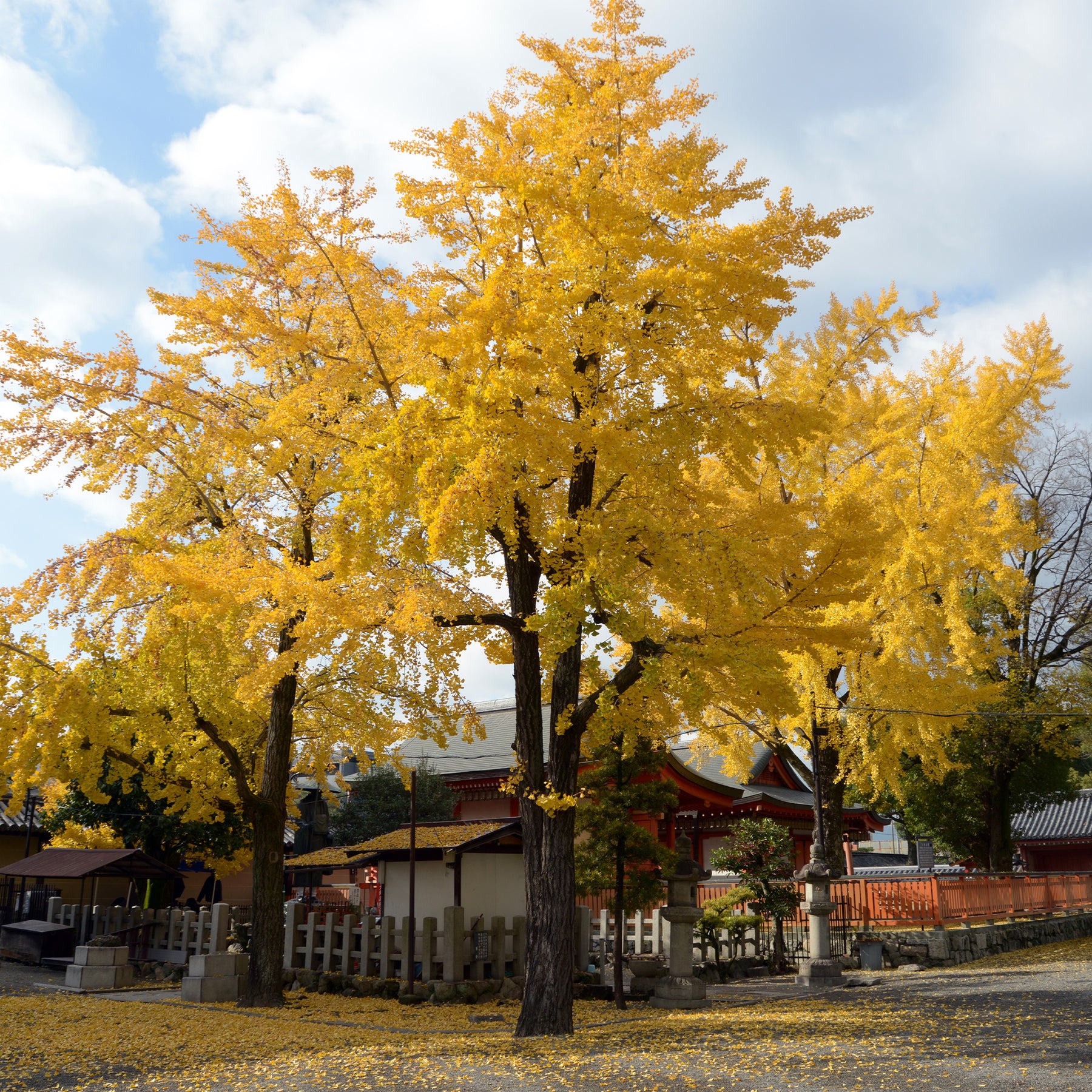 Japanischer Nussbaum - Ginkgo - Blühende Sträucher - Willemse