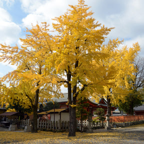 Japanischer Nussbaum - Ginkgo - Blühende Sträucher - Willemse