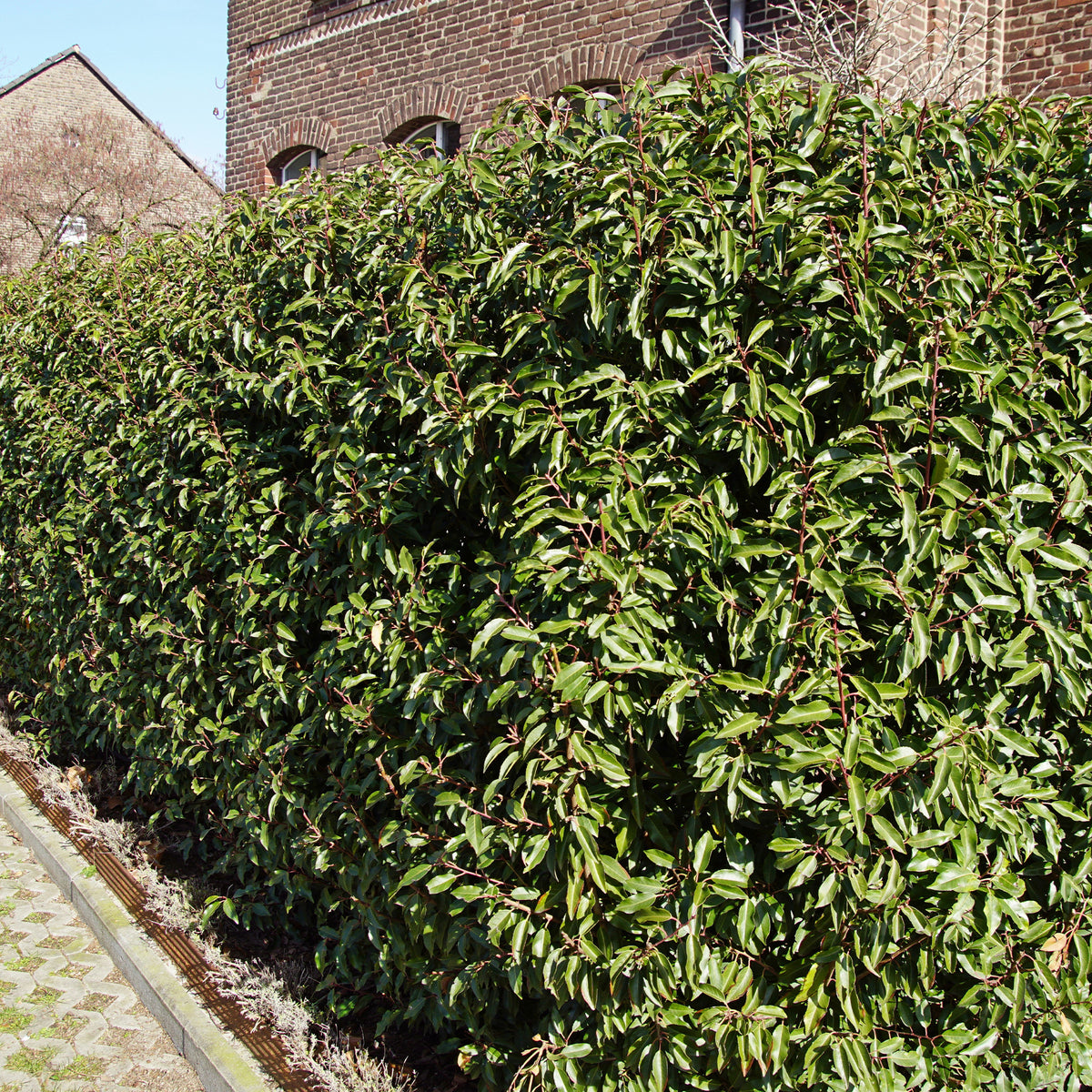 Portugiesischer Lorbeer (x3) - Prunus lusitanica angustifolia - Willemse