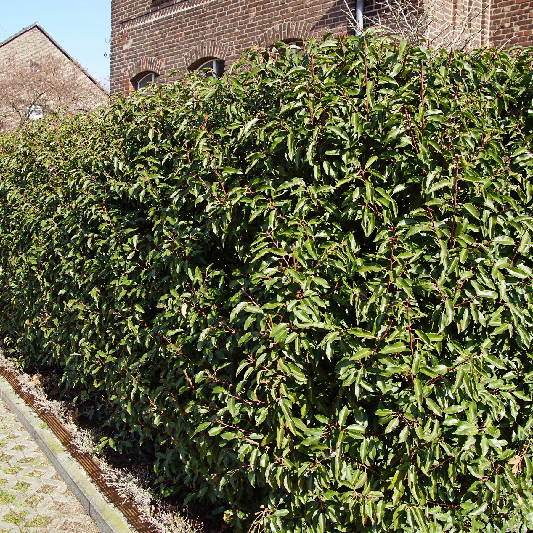 Portugiesischer Lorbeer (x3) - Prunus lusitanica angustifolia - Willemse