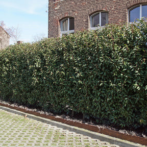 Portugiesischer Lorbeer (x3) - Willemse