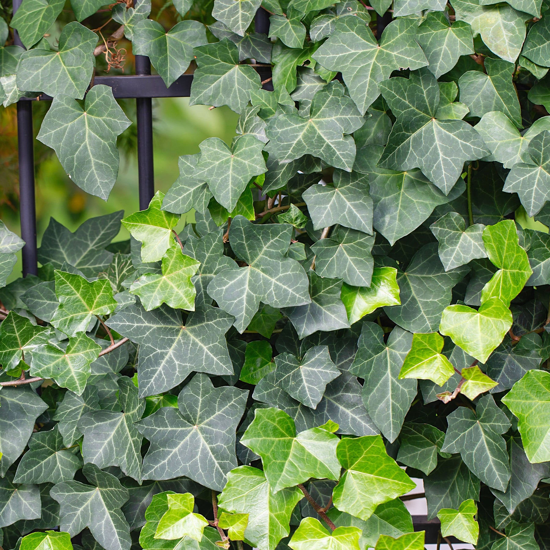 Efeu - Hedera helix - Willemse