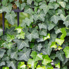 Efeu - Hedera helix - Willemse