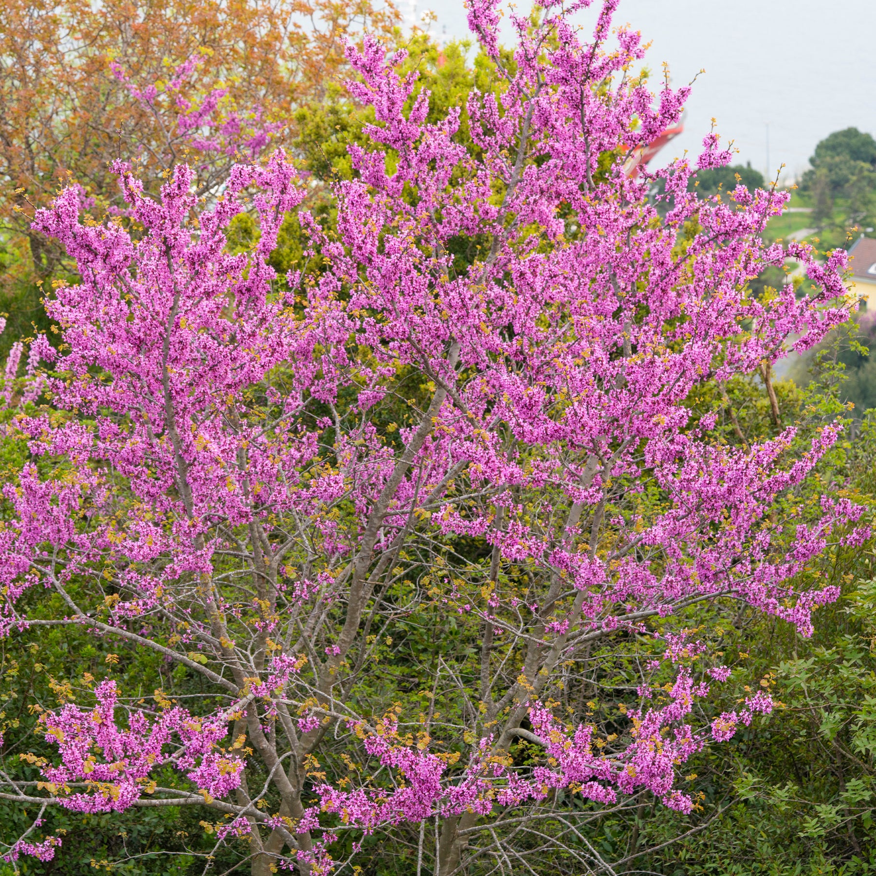Verkauf Judasbaum - Cercis siliquastrum