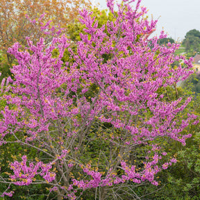 Verkauf Judasbaum - Cercis siliquastrum