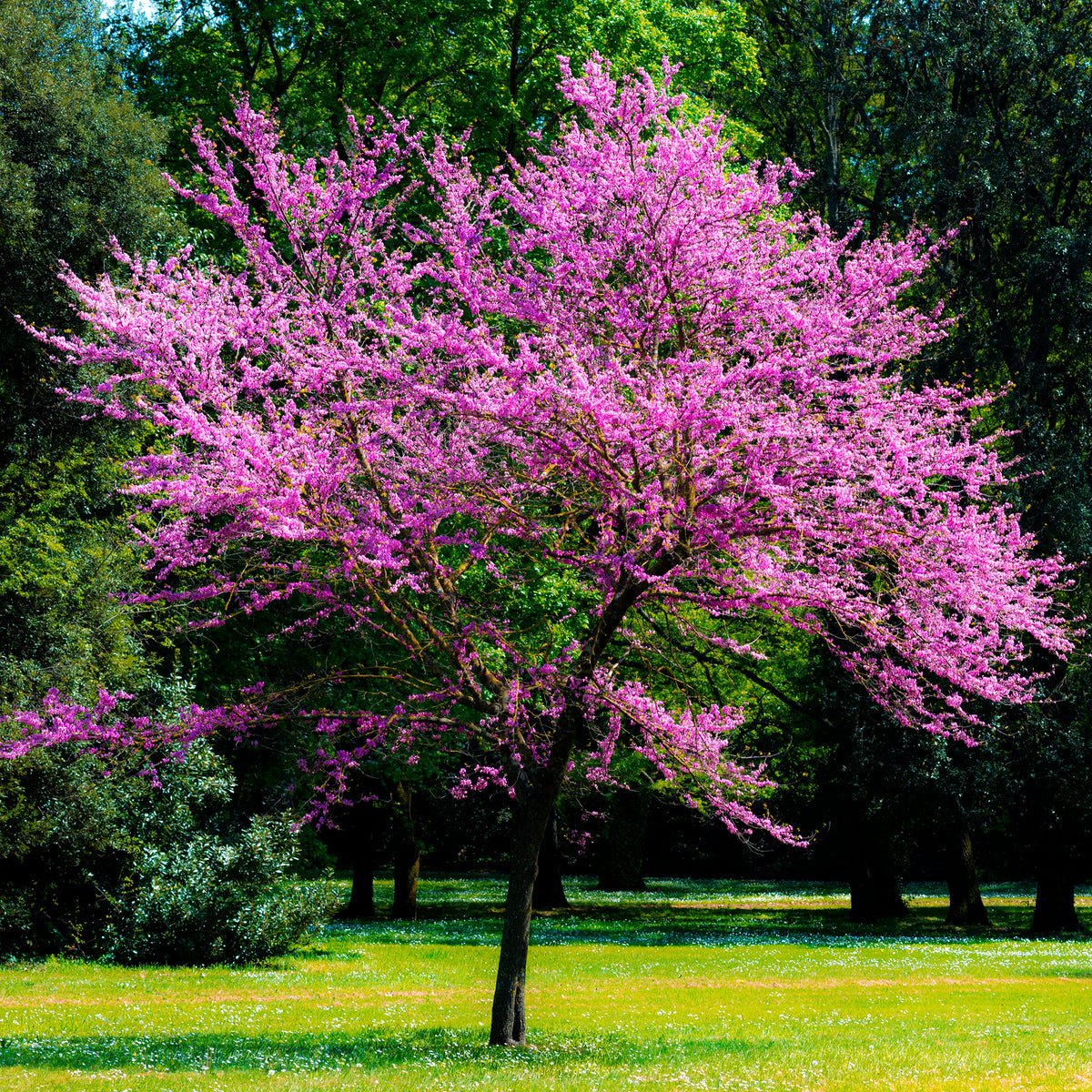 Judasbaum