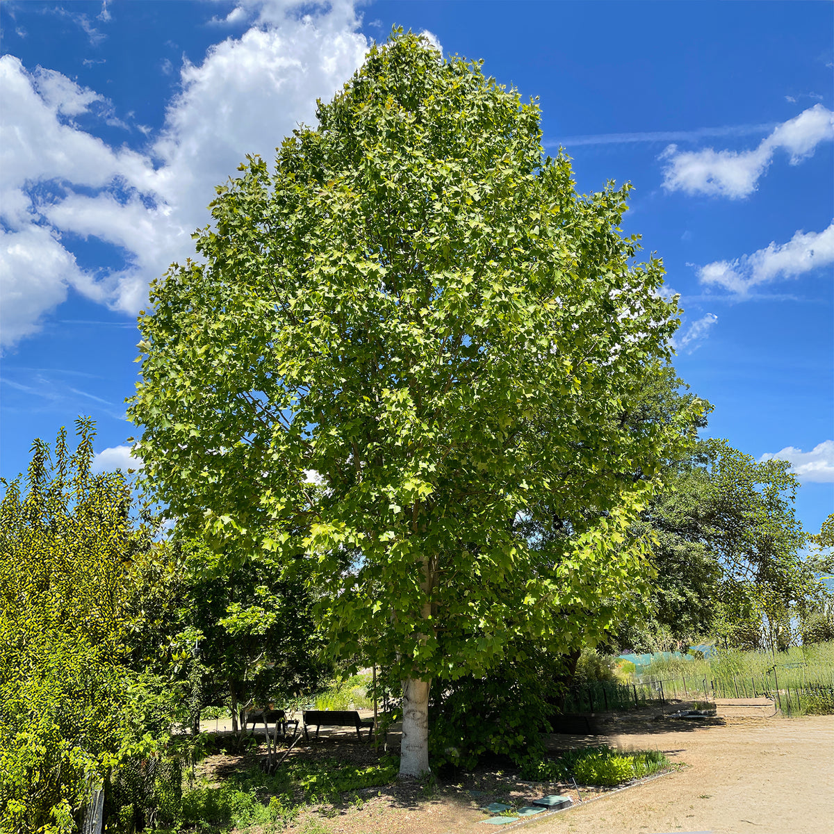 Tulpenbaum - Liriodendron tulipifera danny - Willemse