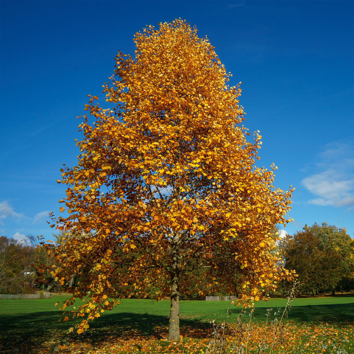 Tulpenbaum - Blühende Bäume - Willemse