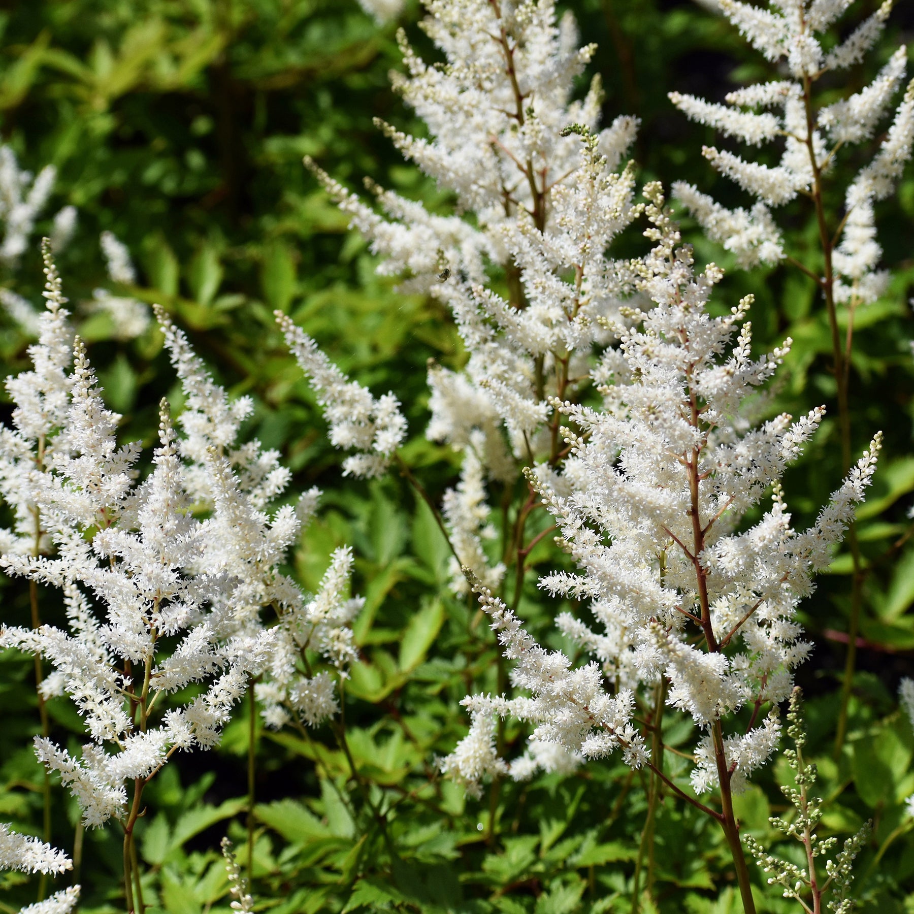 Astilbe - Prachtspiere - Arends Prachtspiere 'Brautschleier' - Astilbe x arendsii Brautschleier