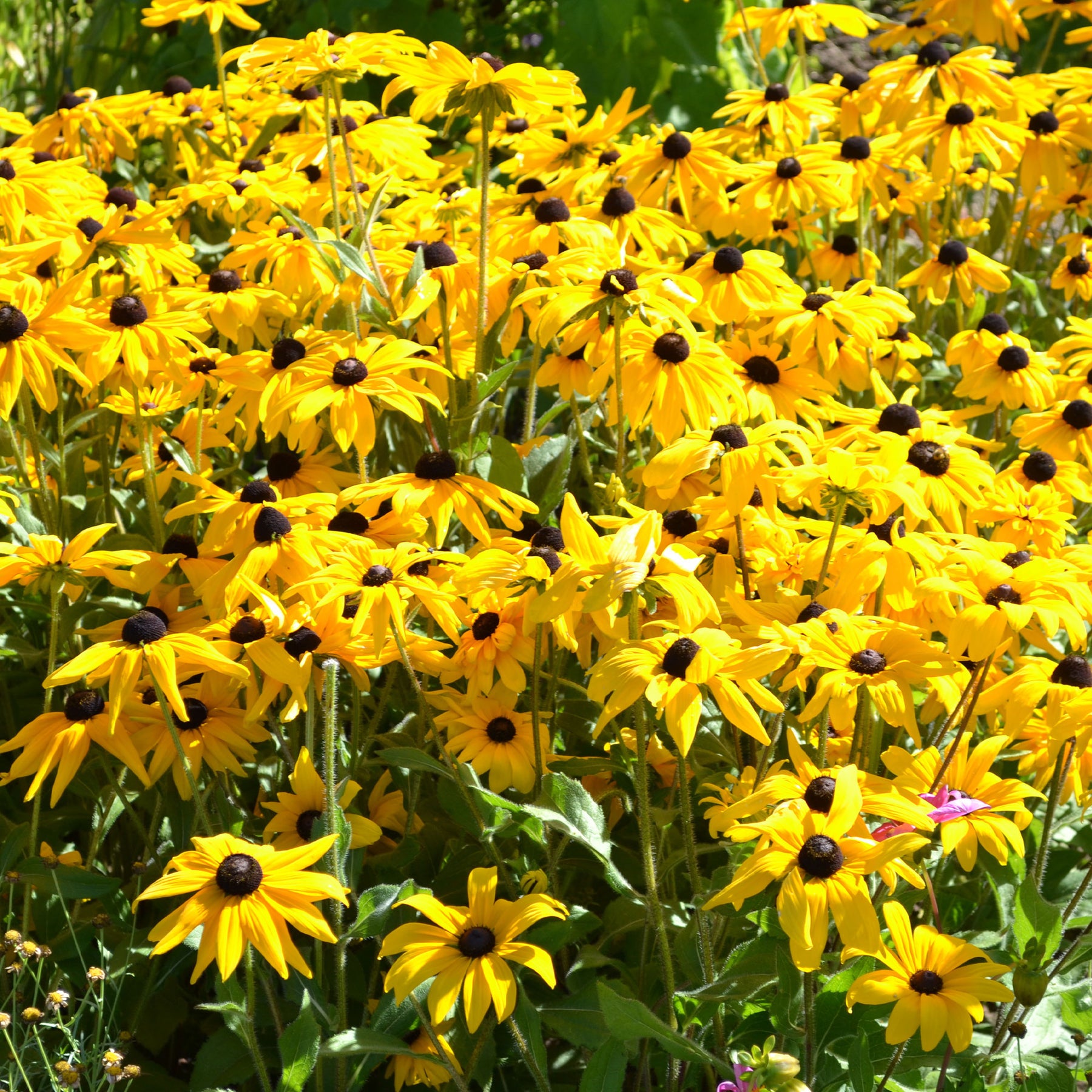 Sonnenhut ‘Goldsturm’ - Willemse