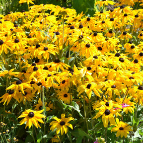 Sonnenhut ‘Goldsturm’ - Willemse