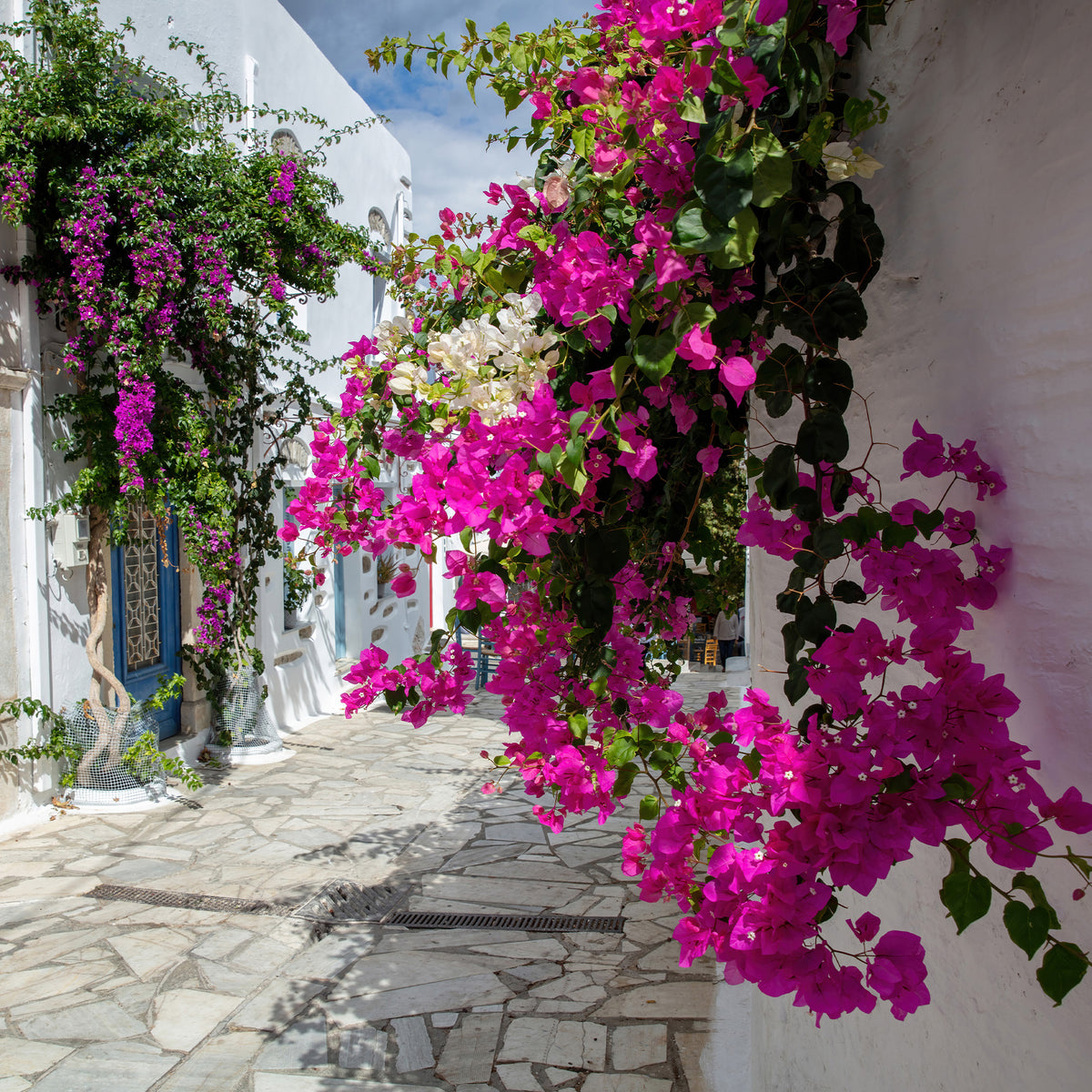Bougainvillea - Bougainvillea rosa - Bougainvillea pink