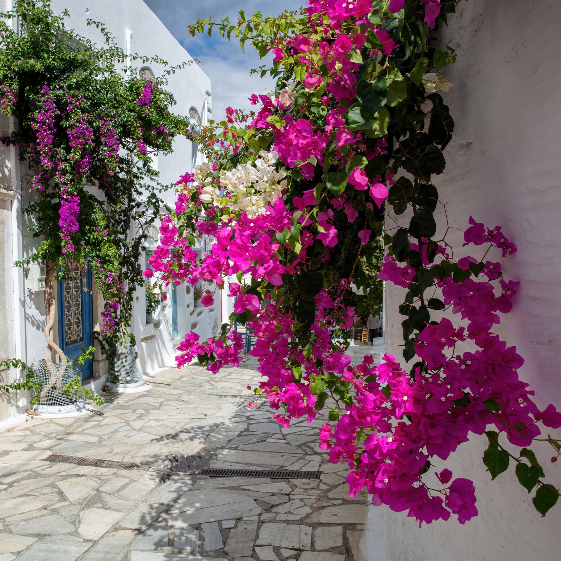 Bougainvillea - Bougainvillea rosa - Bougainvillea pink