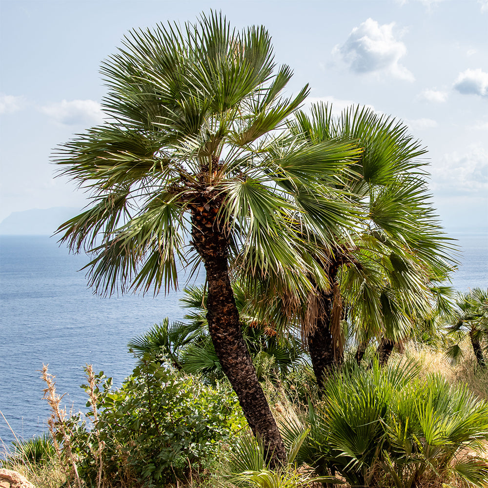 Chamaerops humilis - Mittelmeer-Zwergpalme - Palmen