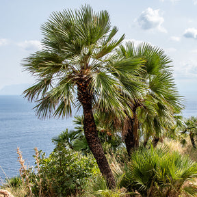 Chamaerops humilis - Mittelmeer-Zwergpalme - Palmen