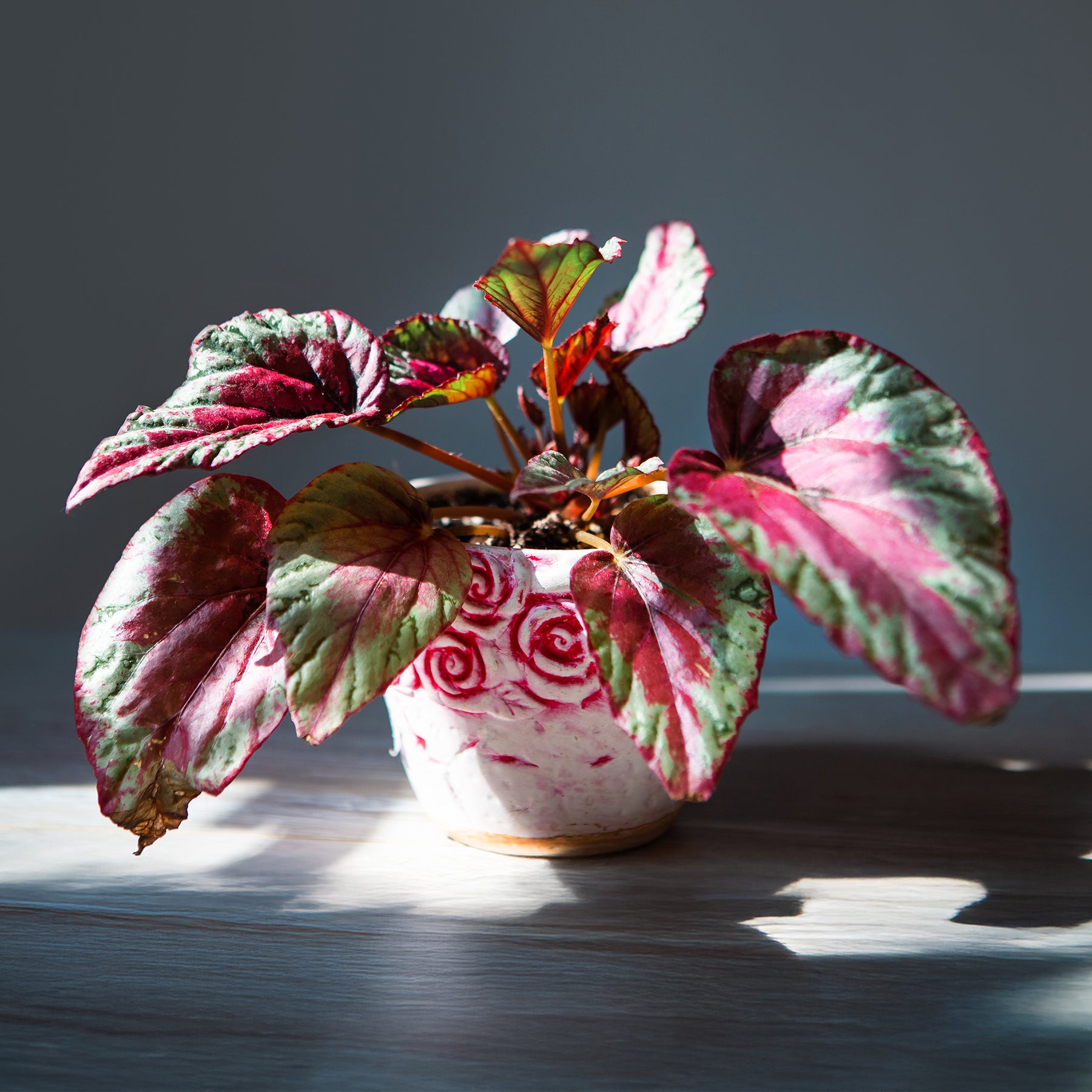 Begonie ‘Maui Sunset’ (Begonia) - Willemse