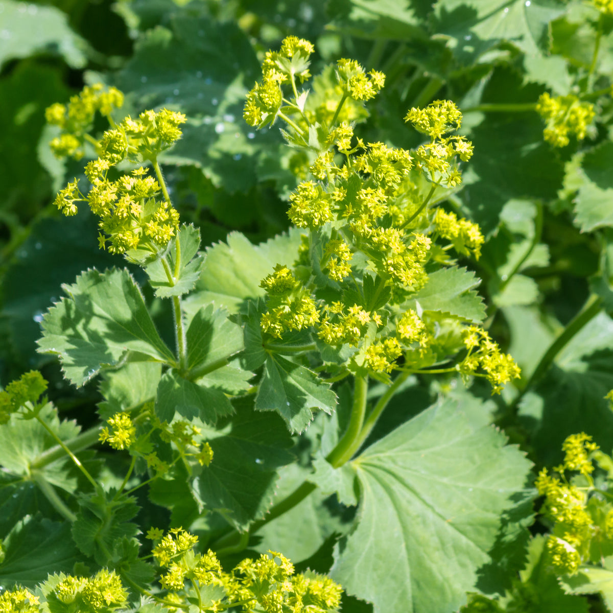 Weicher Frauenmantel (x3) - Alchemilla mollis - Willemse
