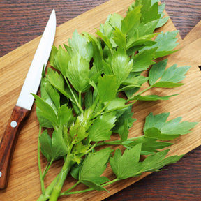 Levisticum officinalis - Liebstöckel - Kräuterpflanzen