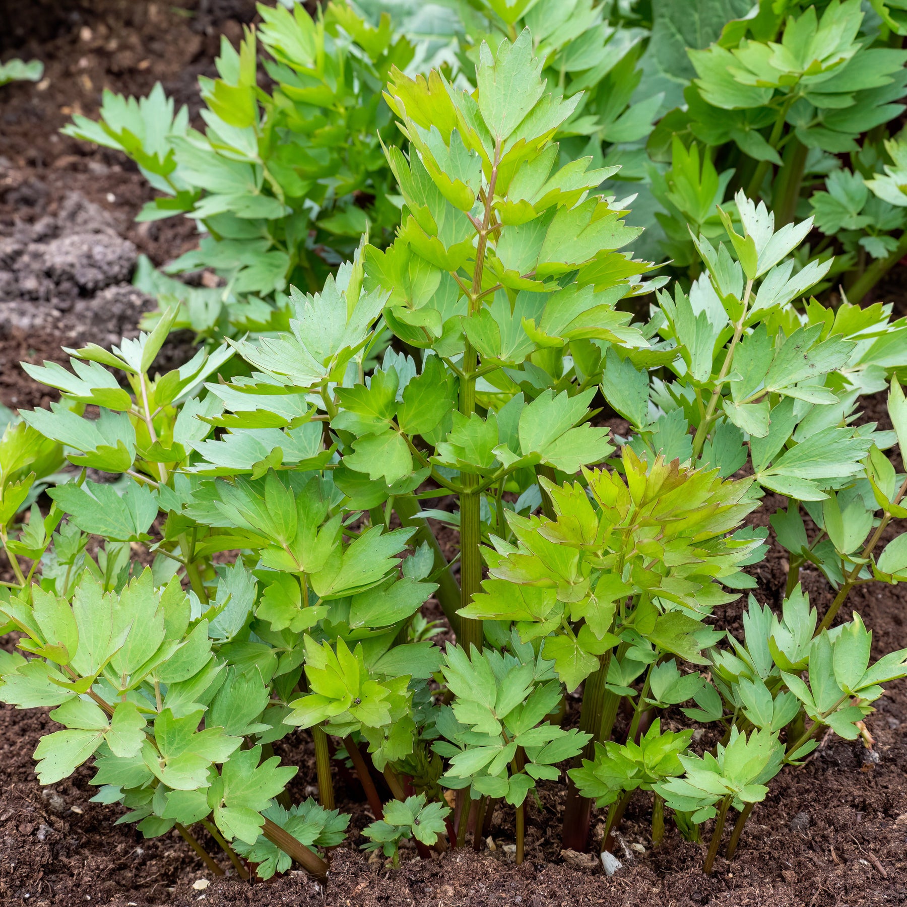 Liebstöckel - Levisticum officinalis - Willemse