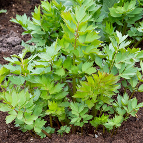 Liebstöckel - Levisticum officinalis - Willemse