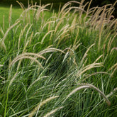 Pennisetum orientale Fairy Tails - Orient-Lampenputzergras ‘Fairy Tails’ - Pennisetum
