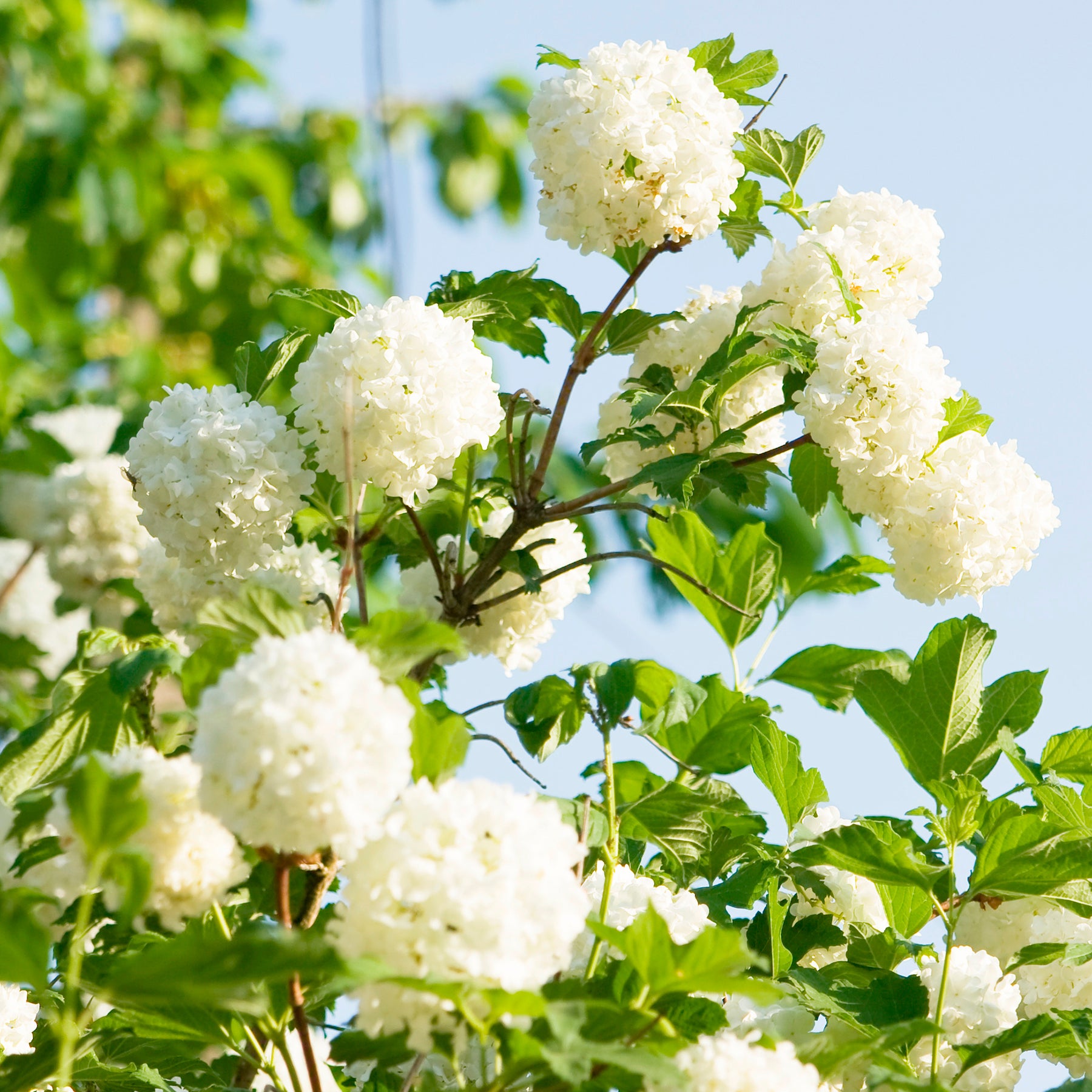 Schneeball ‘Roseum’