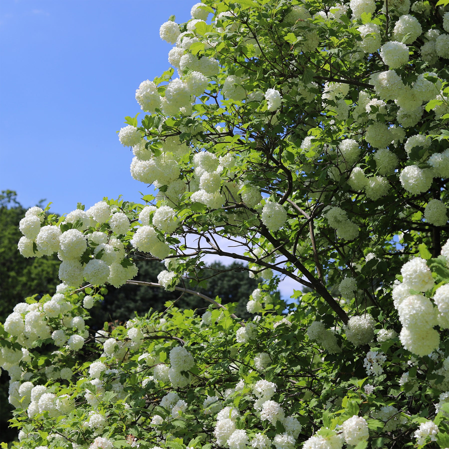 Gewöhnlicher Schneeball 'Roseum' - Viburnum - Willemse