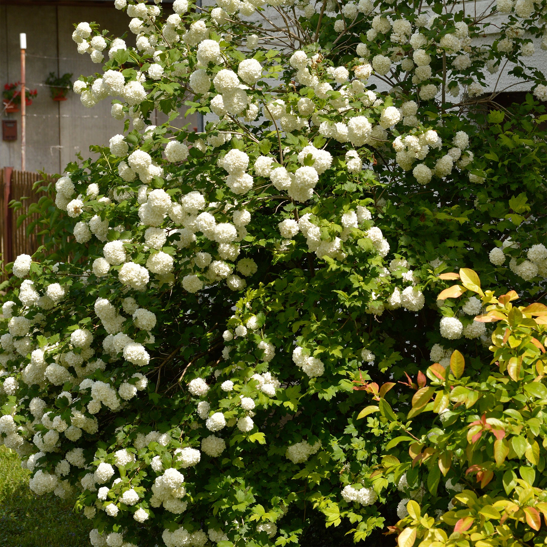 Verkauf Gewöhnlicher Schneeball 'Roseum' - Viburnum