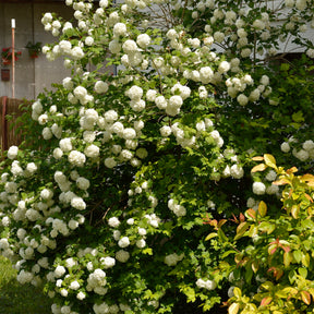 Verkauf Gewöhnlicher Schneeball 'Roseum' - Viburnum