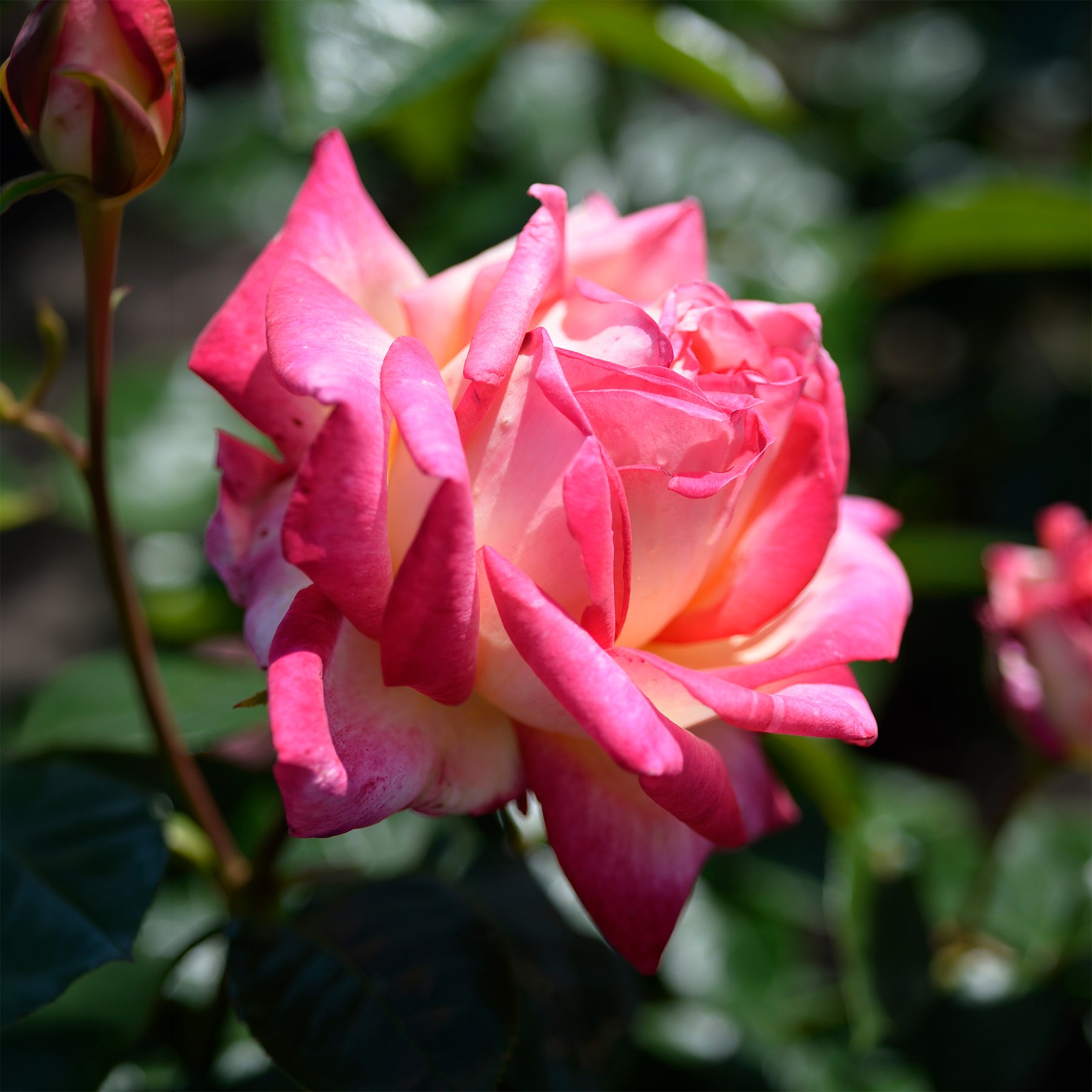 Beetrose ‘Double Delight’ - Rosen - Willemse