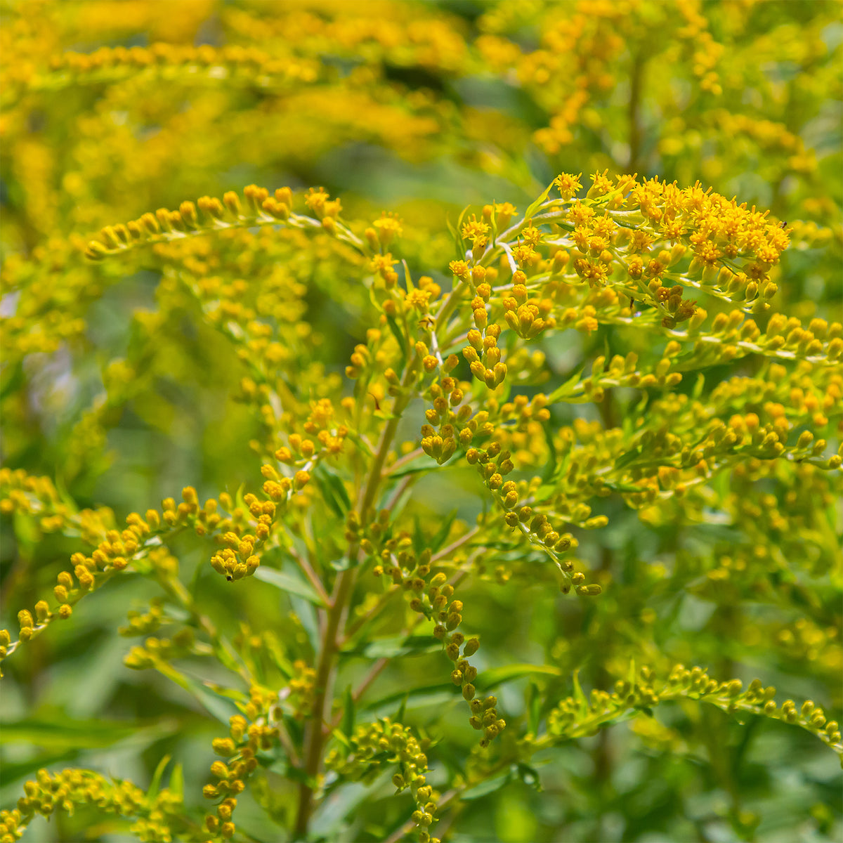 Goldrute (x5) - Solidago luteus - Willemse
