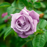 Strauchrose Walztime - Willemse