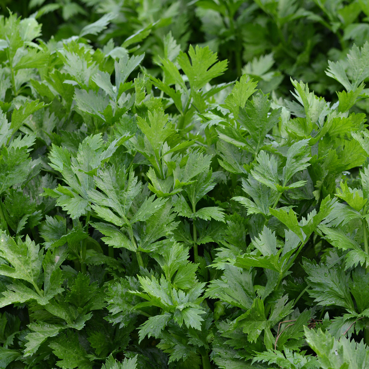 Schnittsellerie Bio - Apium graveolens gewone snij westlandse - Willemse
