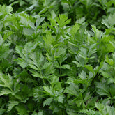 Schnittsellerie Bio - Apium graveolens gewone snij westlandse - Willemse