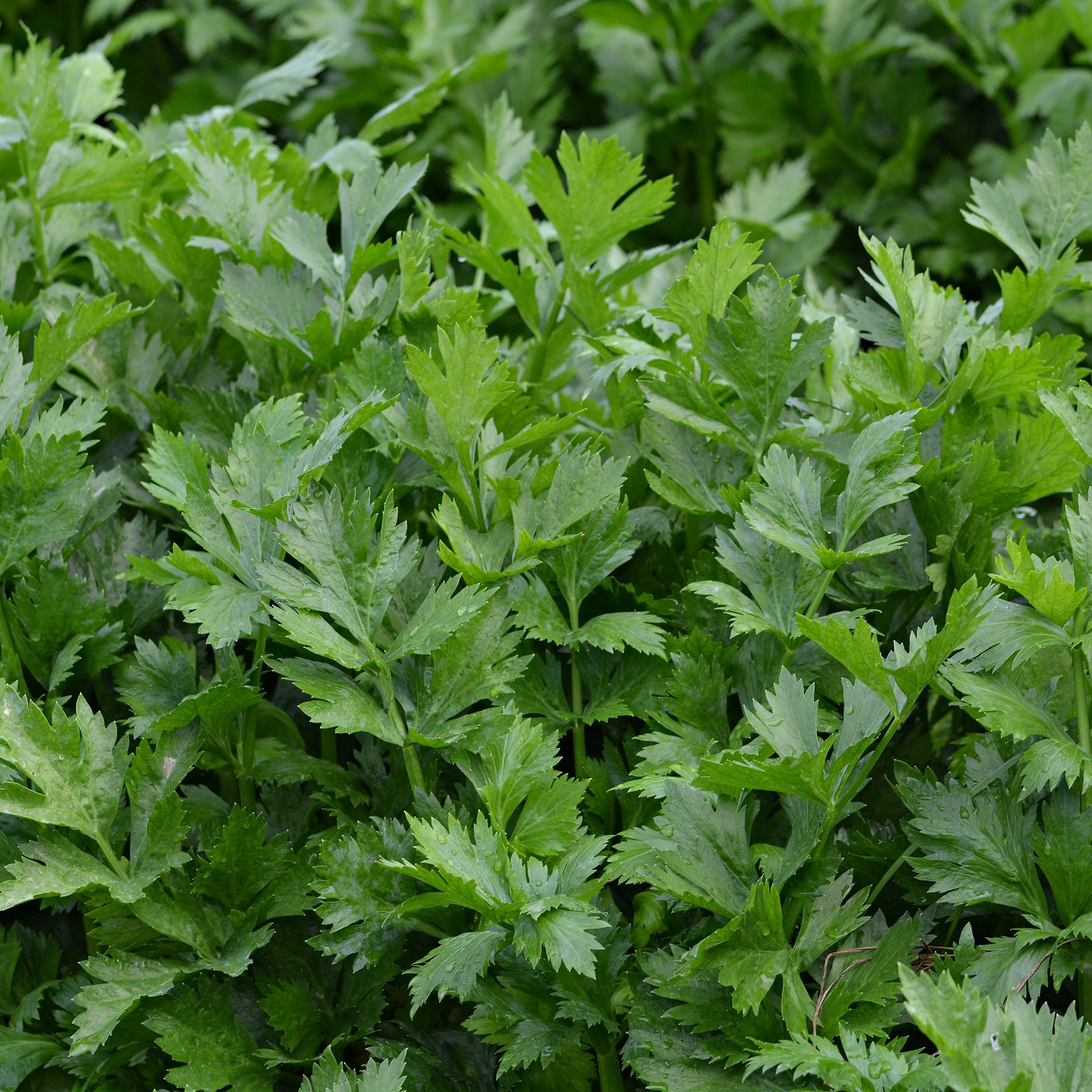 Schnittsellerie Bio - Apium graveolens gewone snij westlandse - Willemse