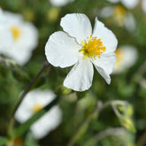 Sonnenröschen ‘Elfenbeinglanz’ - Willemse