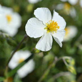Sonnenröschen ‘Elfenbeinglanz’ - Willemse