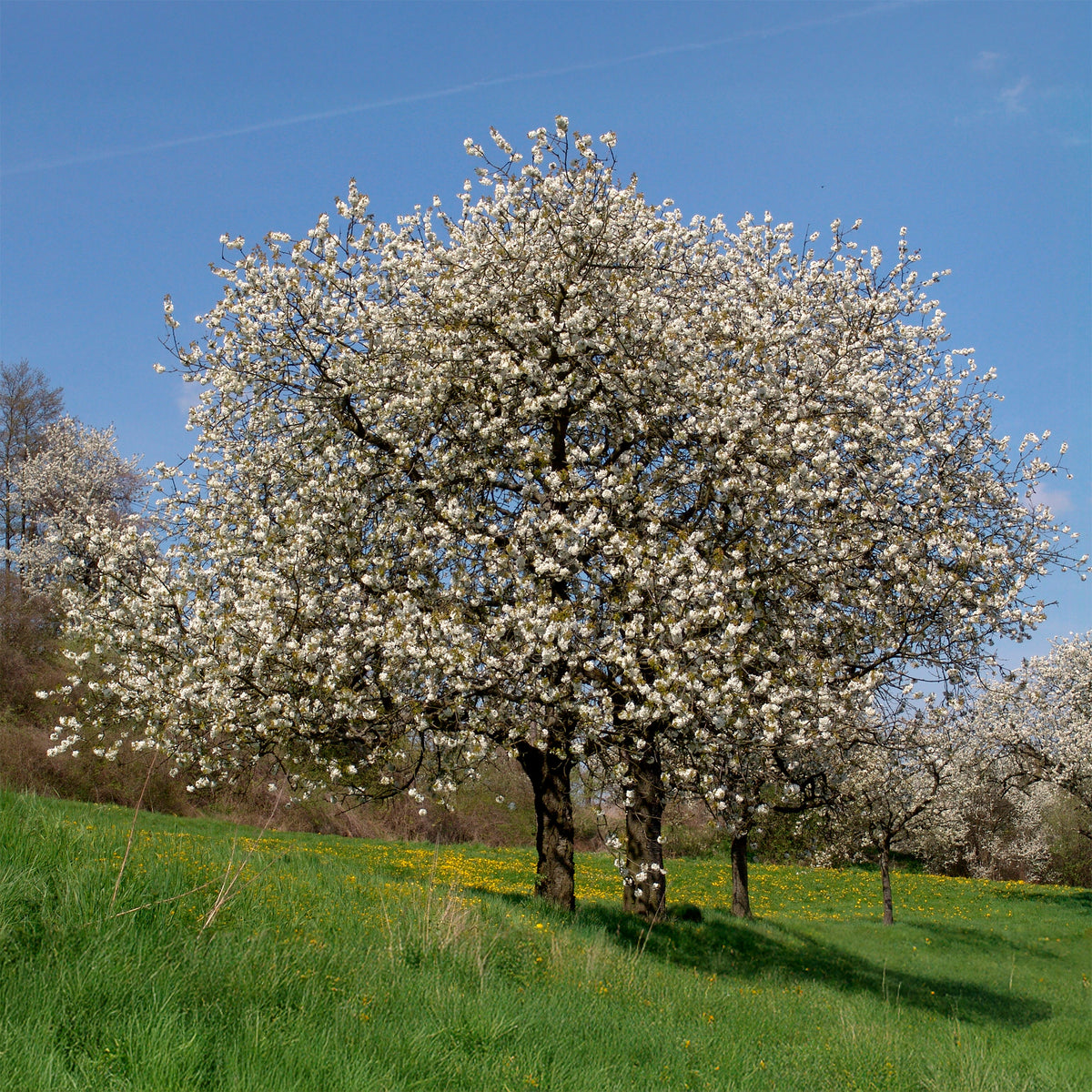 Prunus avium - Vogelkirsche - Blühende Bäume