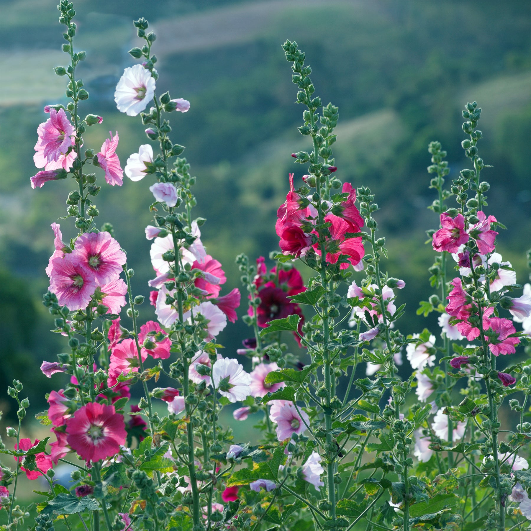 Alcea - Stockrose - Stockrose Simplex - Alcea rosea simplex