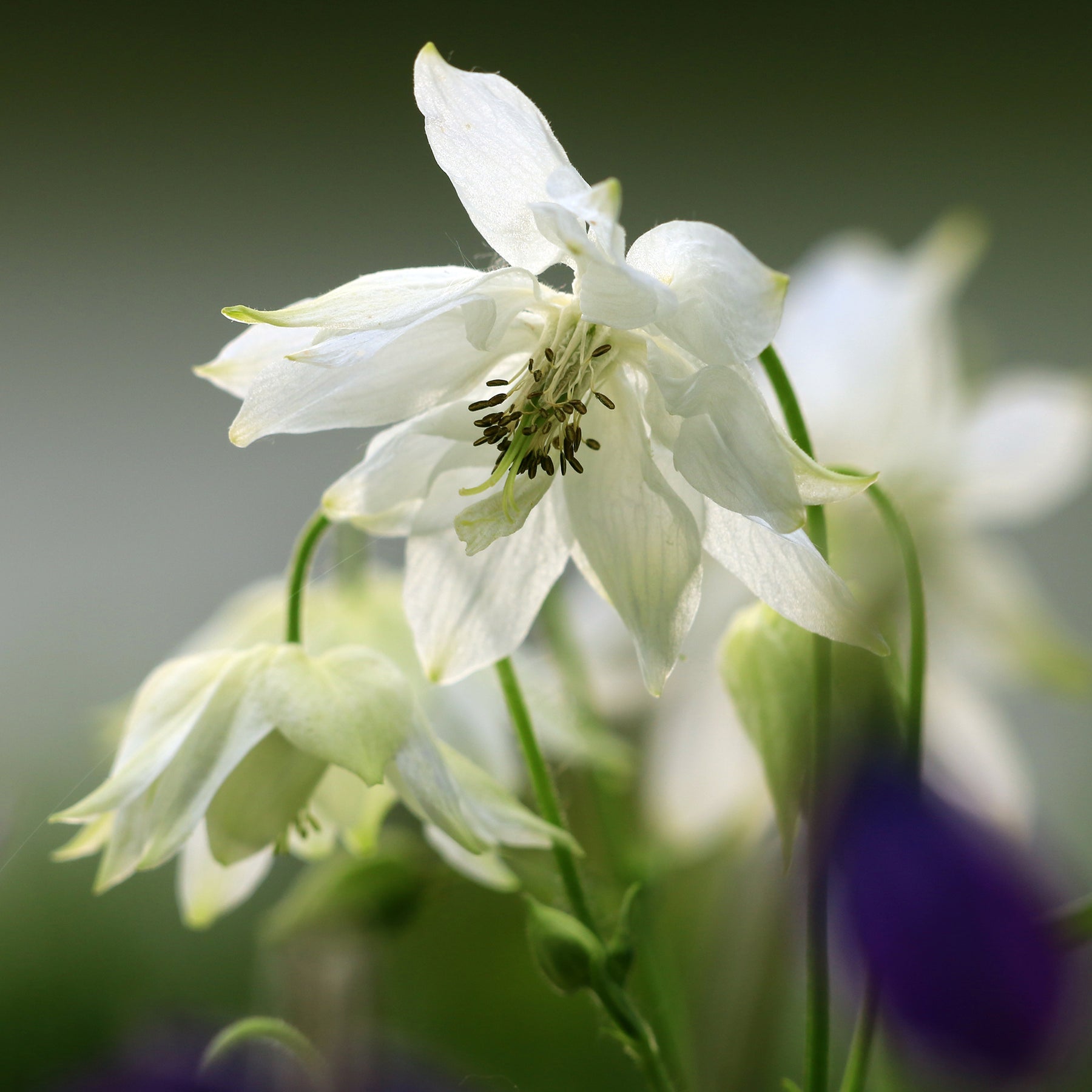 Aquilegia vulgaris stellata Green Apples - Kurzspornige Akelei Green Apples - Akelei
