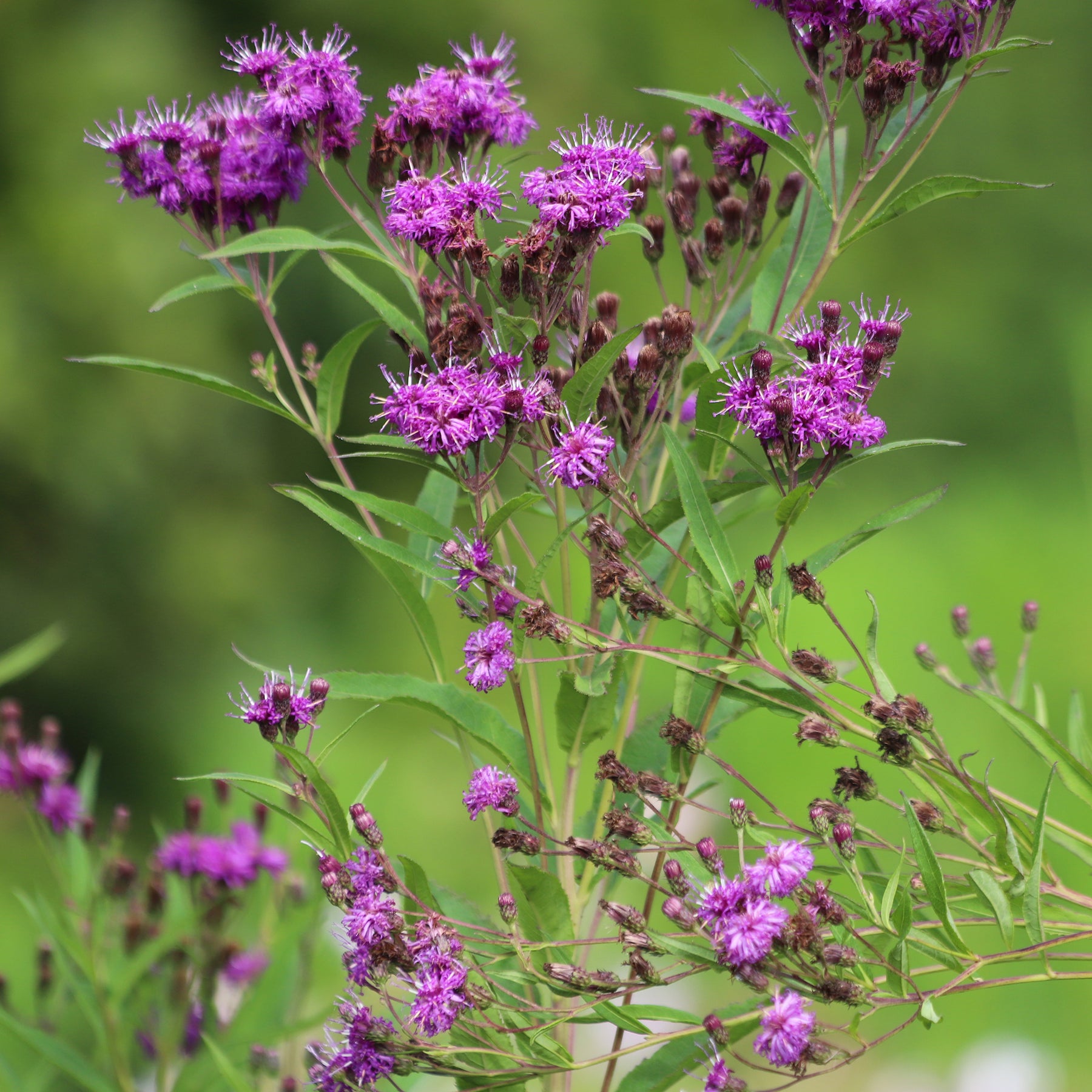 Arkansas-Scheinaster Mammuth - Vernonia crinita mammuth - Willemse