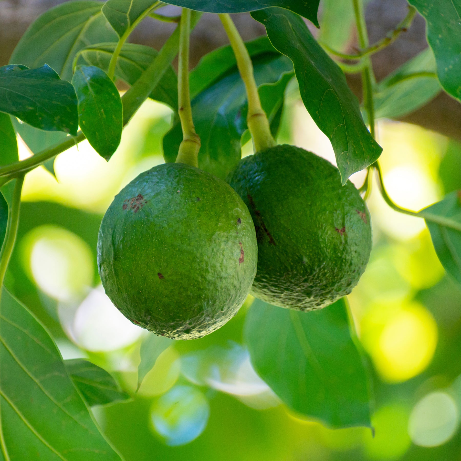 Persea americana var. Bacon (De greffe) - Avocadobaum Bacon - Exotische Obstbäume